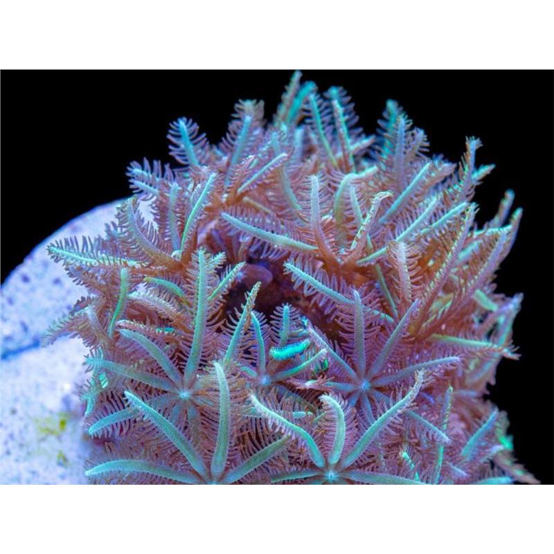 Clavularia green - imagine 3